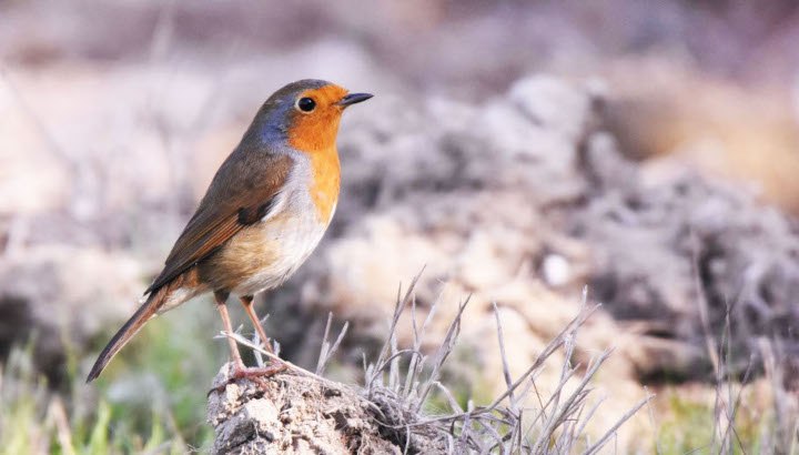 La biodiversité sur les fermes !
